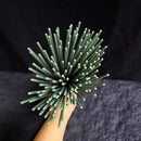 White Sage Incense – Purify & Meditate - VitaalBoost